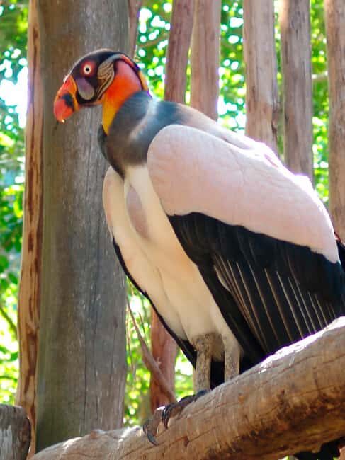 Xcaret Plus Ticket - Who Will Love This Experience?