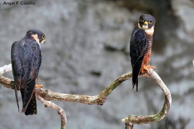 Xocen Birding - Final Thoughts: Why Choose Xocen Birding?