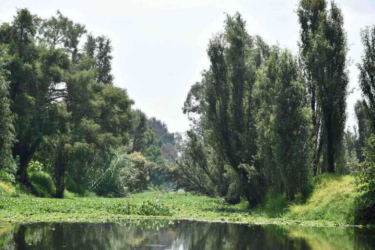 Xochimilco Serene: A Calm Cultural Escape from the Crowds - Who Should Consider This Tour?