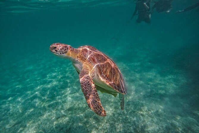 Yalku lagoon and turtles akumal sanctuary - Who Will Love This Tour?