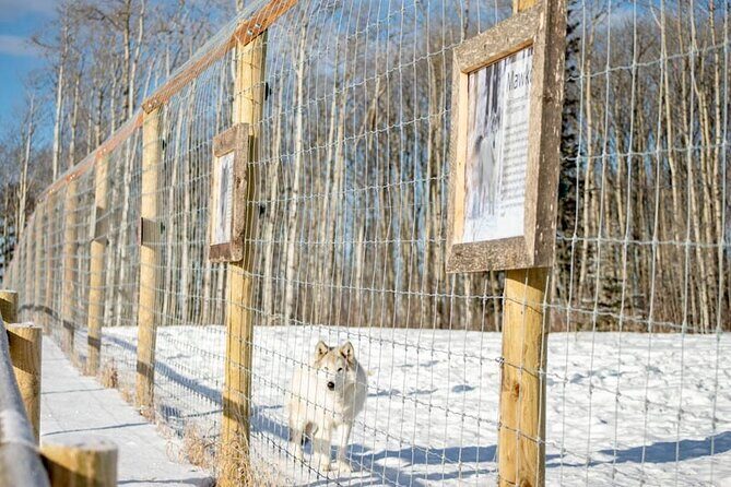 Yamnuska Wolfdog Sanctuary Walk Ticket in Canada - A Deep Dive into the Sanctuary Walk Experience