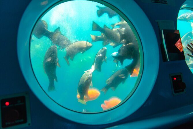 Yellow Semi-Submarine Tour of Catalina Island From Avalon - What the Reviews Say