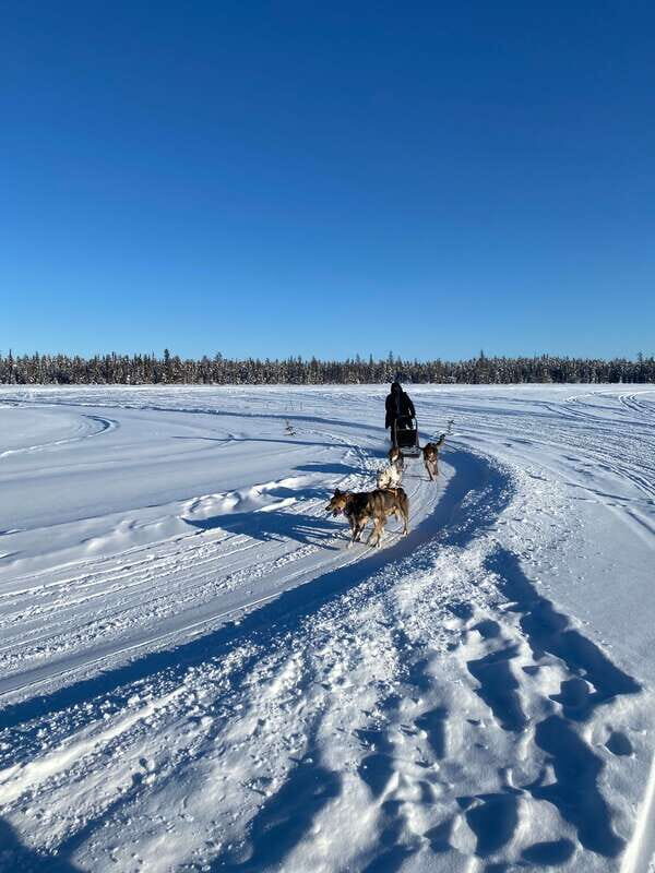 Yellowknife: Dog Sledding Tour - Pricing and Value