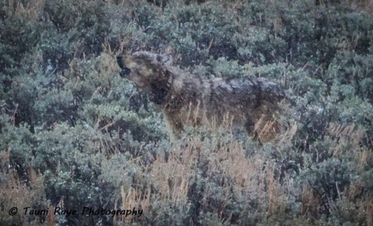 Yellowstone: Full-Day Private Guided Tour by Car with Lunch - What to Expect on the Tour