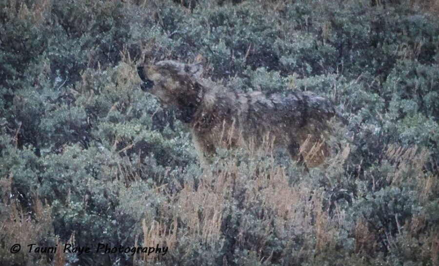 Yellowstone: Full-Day Private Guided Tour by Car with Lunch - What to Expect on the Tour