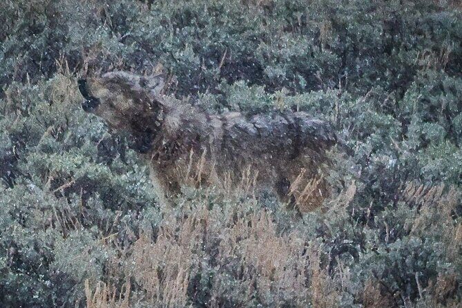 Yellowstone Full-Day Upper Loop Wildlife Adventure w/Lunch - Detailed Breakdown of the Itinerary