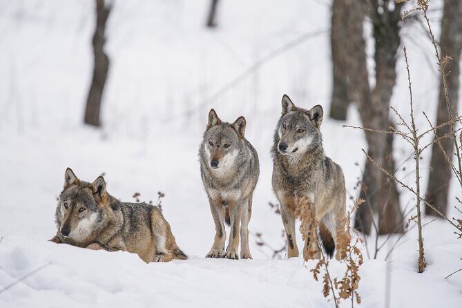 Yellowstone Full Day Winter Tour (With Optional Hike or Snowshoe) - In-Depth Look at the Itinerary