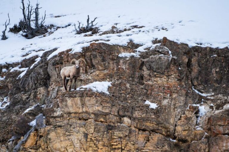 Yellowstone National Park: 3 Day Wildlife Photography Tour - Why This Tour Offers Great Value