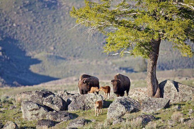 Yellowstone National Park Group Tour - Final Thoughts: Is It Worth It?