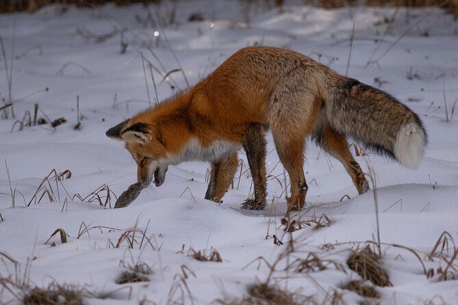Yellowstone National Park Private Wildlife Tour - In-Depth Look at the Experience