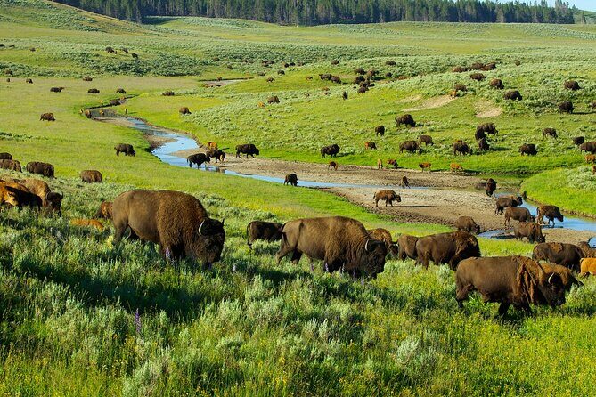 Yellowstone National Park Tour from Jackson Hole - The Full Itinerary: What You Can Expect