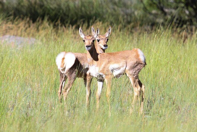 Yellowstone Private Upper Loop Tour with Lunch - The Sum Up: Is this tour right for you?