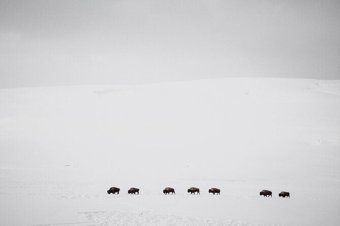 Yellowstone Snowshoe Safari from Bozeman - Private Tour - The Itinerary Breakdown: A Day in Yellowstone’s Winter Wilderness