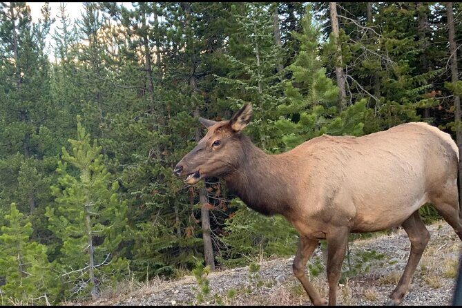 Yellowstone Wildlife and Photo Tours Upper Loop Tour From Cody - The Sum Up