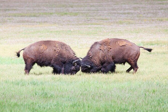Yellowstone Wildlife Safari in Lamar Valley from Bozeman - The Itinerary: A Carefully Crafted Journey