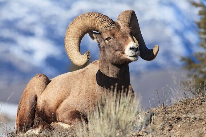 Yellowstone Wildlife Safari in Lamar Valley from Cody, WY - Who Will Love This Tour?