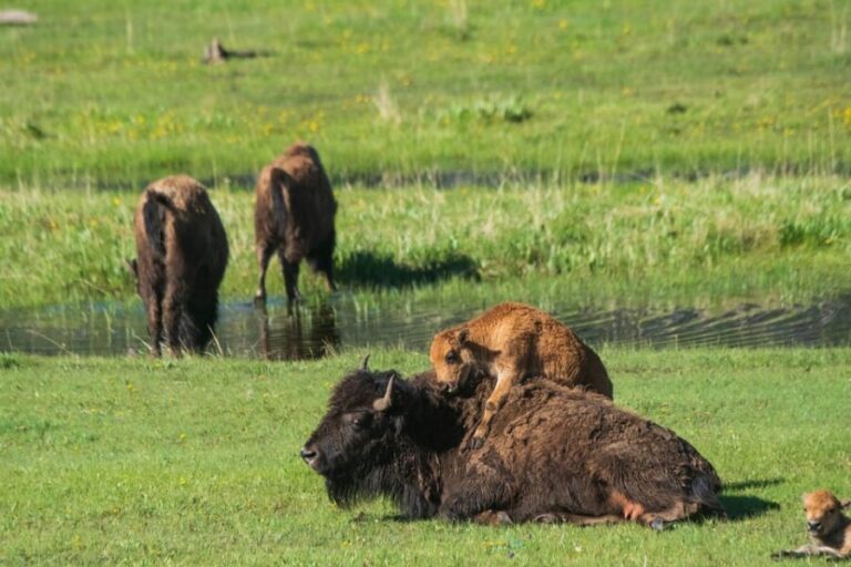 Yellowstone Wildlife Tour - FAQs