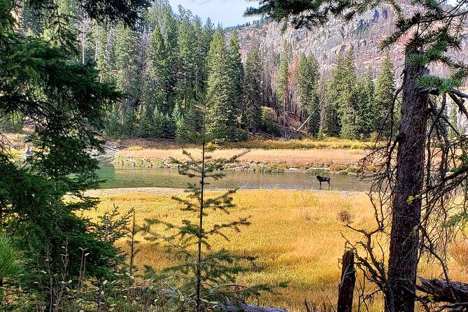 Yellowstone Wildlife Tour - The Sum Up