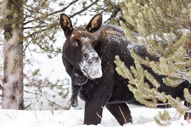 Yellowstone Winter Day Adventure - Transportation and Logistics