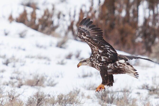 Yellowstone Winter Wildlife Safari from Bozeman - An In-Depth Look at the Yellowstone Winter Safari Experience
