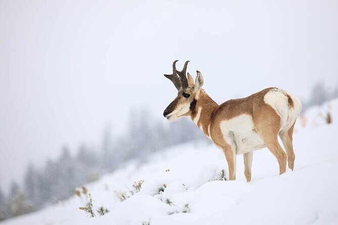 Yellowstone Winter Wildlife Safari From Gardiner - The Bottom Line: Who Should Consider This Tour?