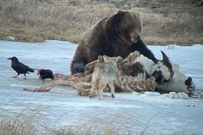 Yellowstone Winter Wildlife with Snowshoeing VIP Experience - Snowshoeing Through Yellowstone’s Winter Terrain