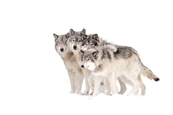 Yellowstone Wolves and Winter 4Day/3Night Adventure from Montana - Transportation & Group Size