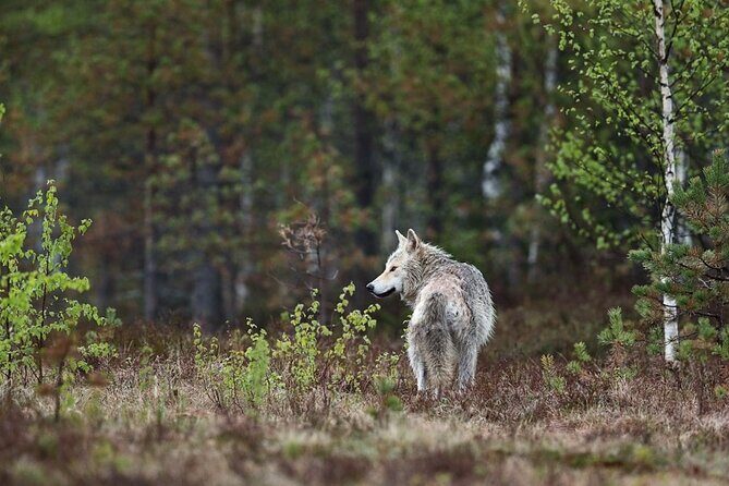 Yellowstone's Lamar Valley & Picnic With Wildlife Guide - What Travelers Love & Consider