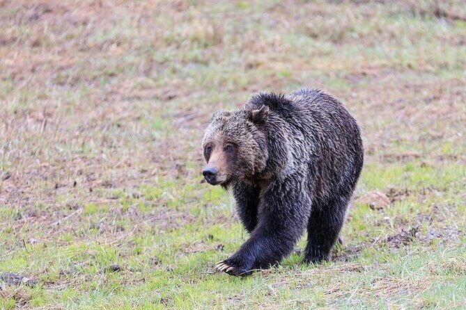 Yellowstone's Lamar Valley Wildlife Safari from Gardiner - Who Will Love This Tour?