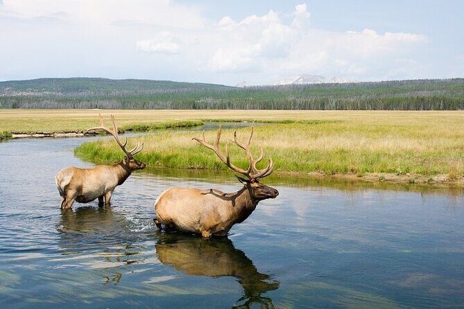 Yellowstone's Lamar Valley Wildlife Safari from Paradise Valley - Who Will Enjoy This Tour?
