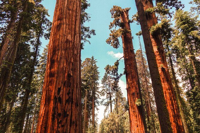 Yosemite and Giant Sequoias Day Tour - Transportation and Comfort