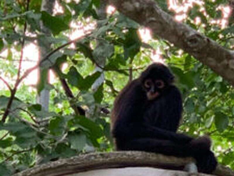 Yucatan: Coba Ruins & Punta Laguna Jungle Adventure