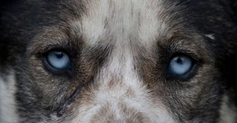 Yukon Dogs and Gold - The Experience Provider: Klondike Tours