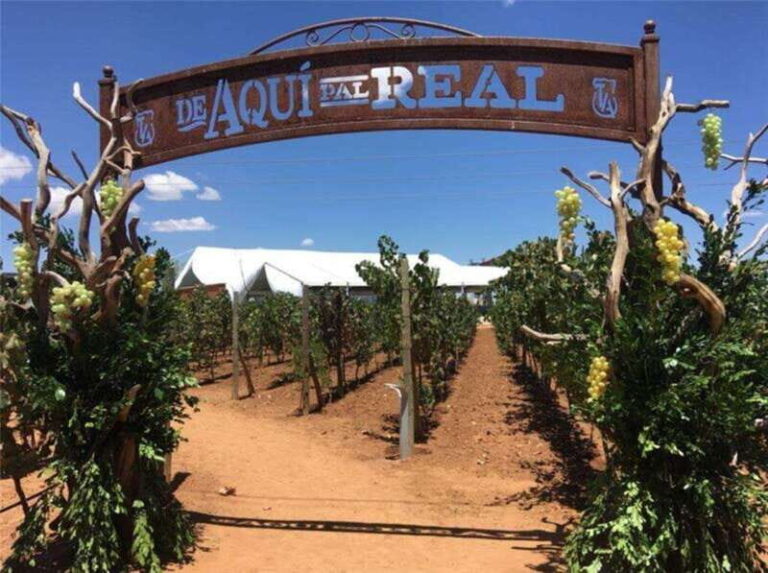 Zacatecas: Campo Real Vinícola Tour - Why This Tour Offers Good Value