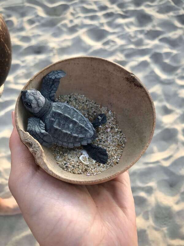 Zihuatanejo, Guerrero: Turtle Release Experience - Why This Tour Works for Travelers