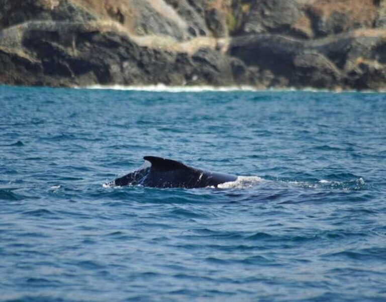 Zihuatanejo: Marine Life Observation Tour - Who Is This Tour Best For?