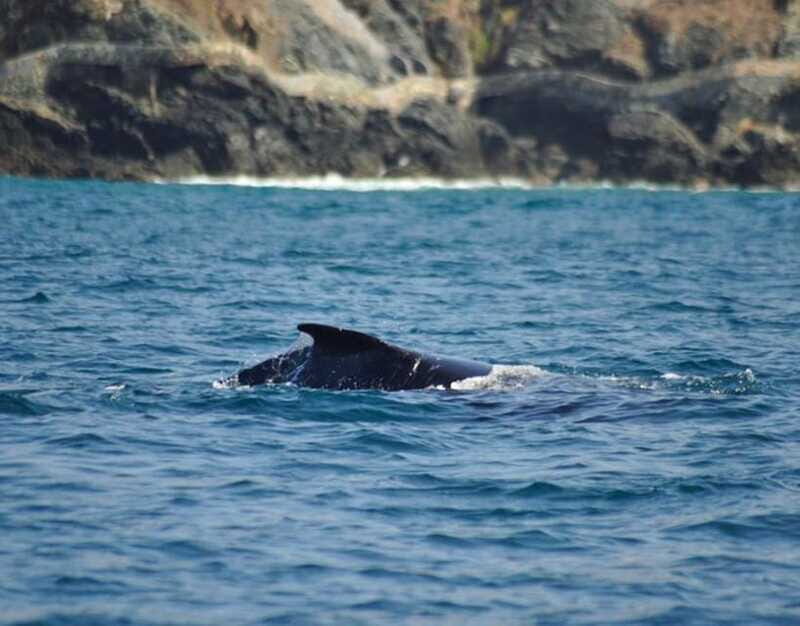 Zihuatanejo: Marine Life Observation Tour - Who Is This Tour Best For?