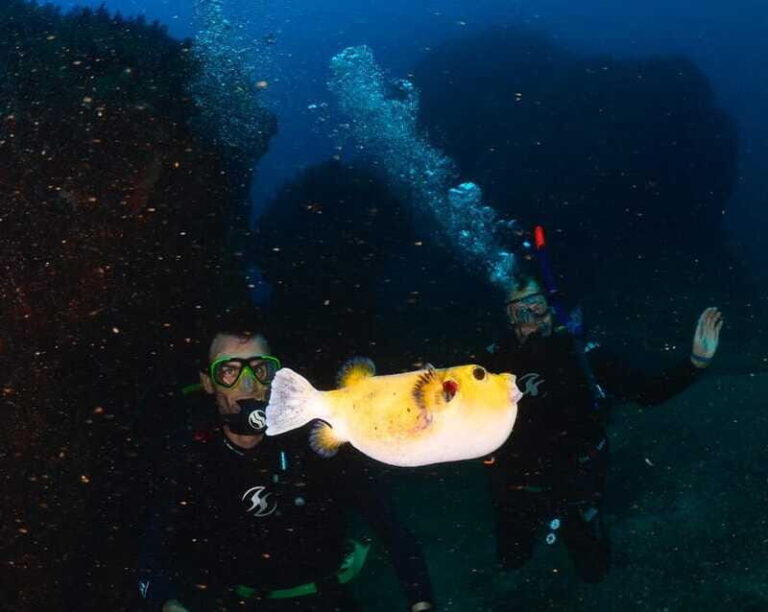 Zihuatanejo: Moonlit Dive at Las Gatas - Why This Tour Is a Great Value