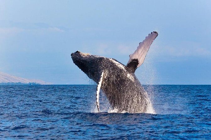 Zodiac Raft Whale Watching Adventure - Final Thoughts