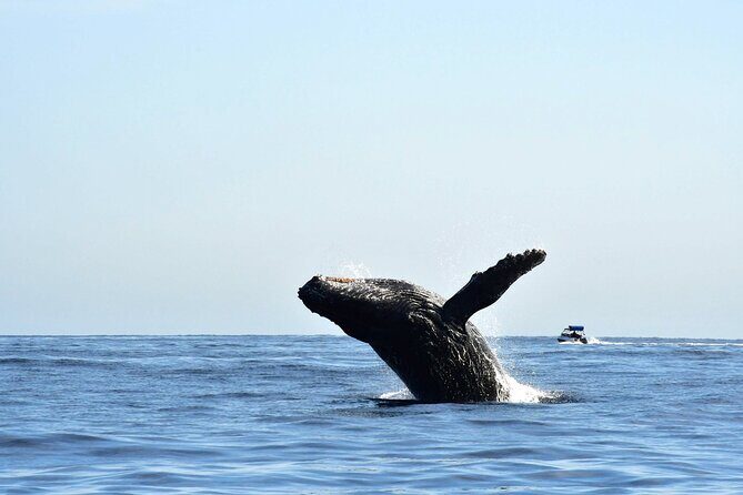 Zodiac Whale Watching Adventure - Incl FREE photos - Final Thoughts