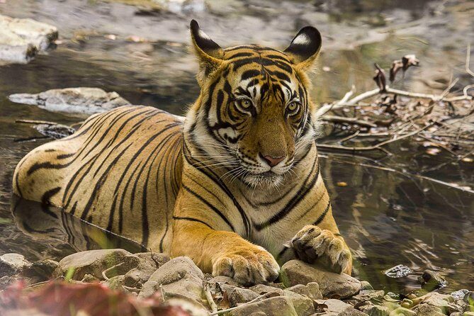 03 Days Private Wildlife Ranthambore Tiger Tour from Jaipur - The Itinerary in Detail