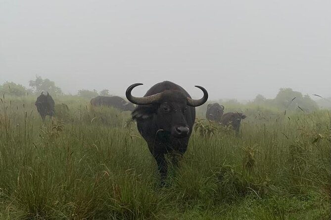 03 days Serengeti and Ngorongoro Crater group (camping) - In-Depth Breakdown of the Itinerary