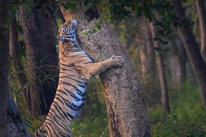 05 Days - Private Luxury Golden Triangle Tour with Ranthambore - Practical Insights and Value
