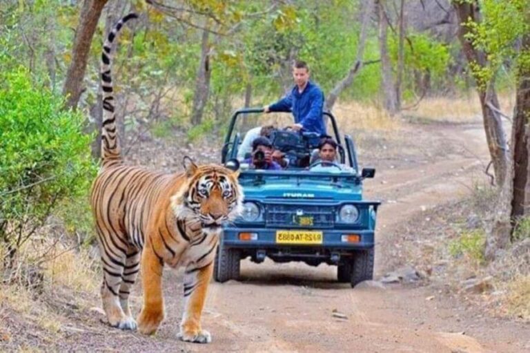 06 Days Golden Triangle Tour with Ranthambore Safari - Wildlife and Wilderness: Ranthambore
