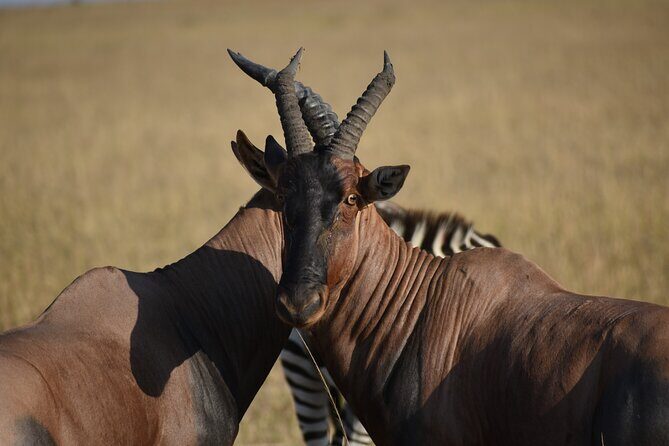06 Days Kenya LuxuryLodge Safari - Authentic Experiences and Authenticity