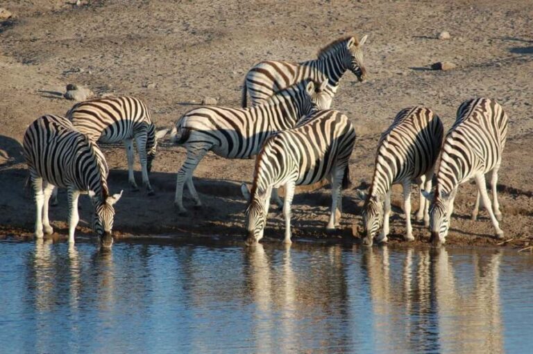 07 Days Highlight Of Namibia | Auto Tour Camping - Day 3-4: Skeleton Coast’s Rugged Beauty