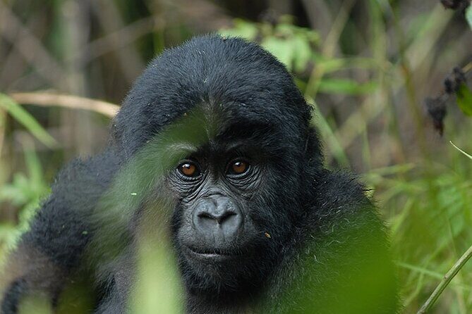 07-Days Murchison Falls, Queen Elizabeth & Gorillas Safari - Who Should Consider This Tour?