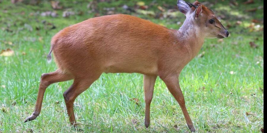 1/2 Day Safari from Durban - Is It Worth the Price? A Look at Value