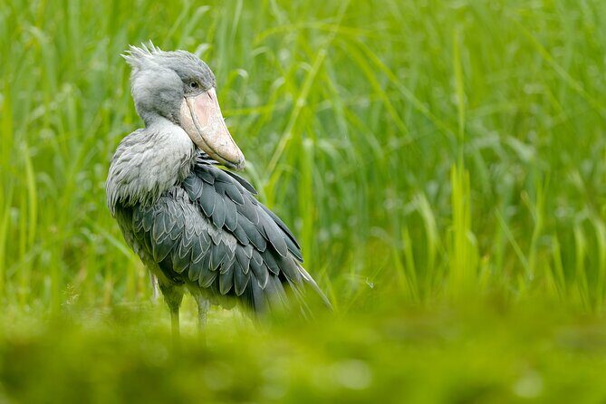1/2 Mabamba Swamp Shoebill Tour - Detailed Breakdown of the Itinerary
