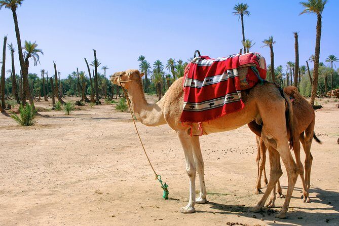1.5-Hour Small-Group Camel Ride Excursion to Palm Grove from Marrakech - The Experience of Guided Tours